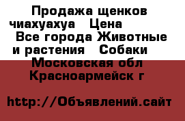 Продажа щенков чиахуахуа › Цена ­ 12 000 - Все города Животные и растения » Собаки   . Московская обл.,Красноармейск г.